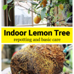 Lemons on a lemon tree over the root system of the same tree.