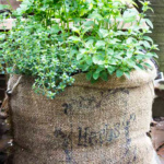 Full lush herb garden in a burlap sack.