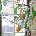 Pott4ed Meyer lemon tree in a window with several ripe lemons.