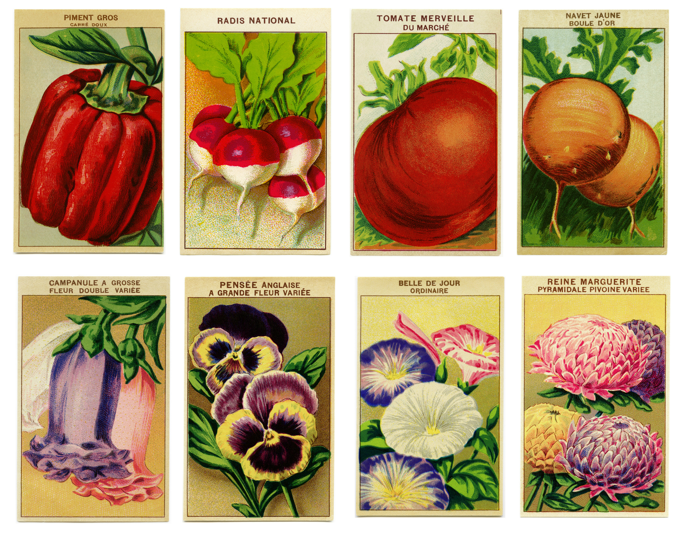 Eighth vintage seed packets. Four vegetable and four floral.