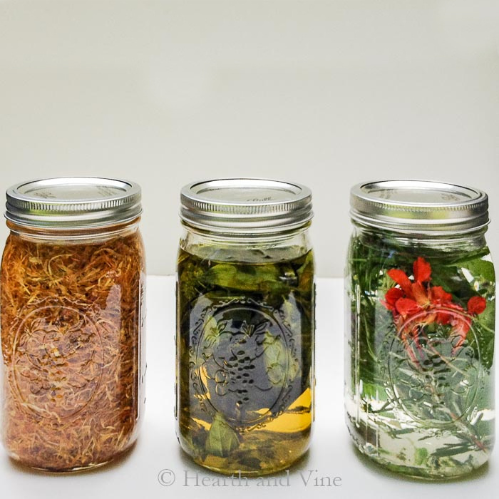 Three jars of herbal infusions. One is calendula infused oil, one basil infused oil and the third is a mix of rosemary, oregano and nasturtium vinegar