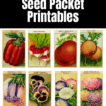 Vintage seed packets in vegetables and flowers.