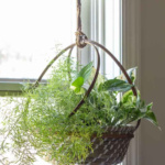 A hanging basket for plants in a window with an asparagus fern and a variegated pothos plant.