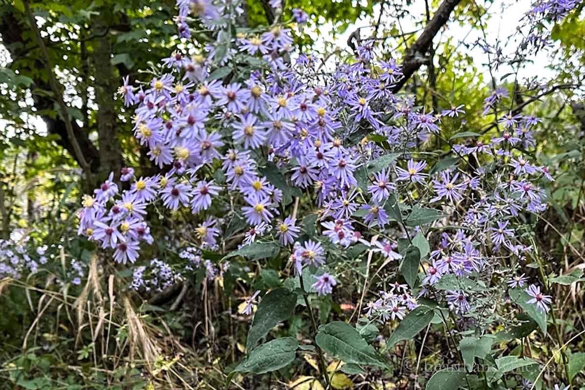 Purple asters in bloom.