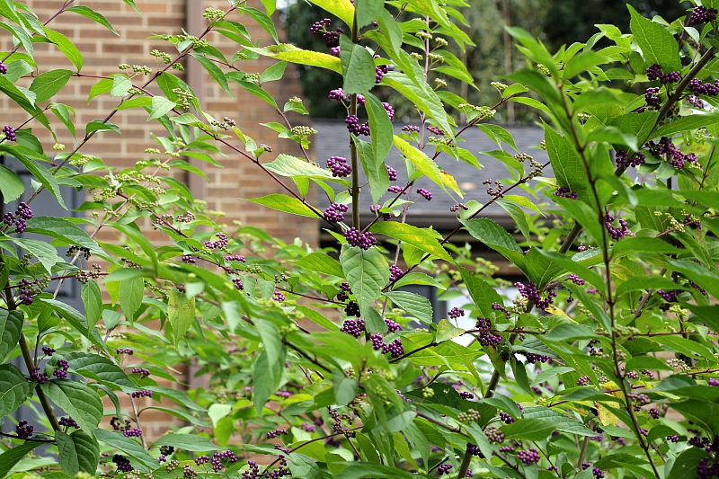 A beautyberry shrub with berries just starting to turn purple.