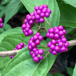 Closeup cluster of beautyberries on a branch.