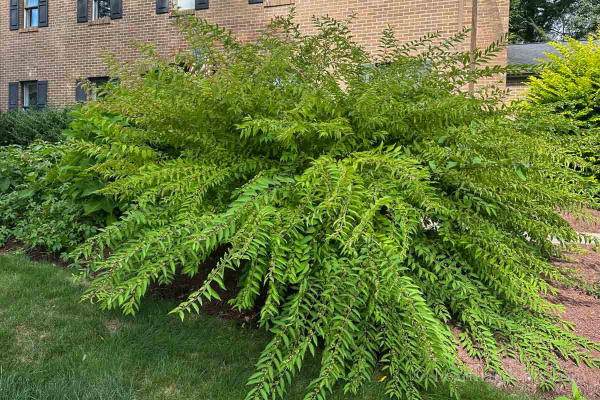 Beautyberry bush full grown in August.