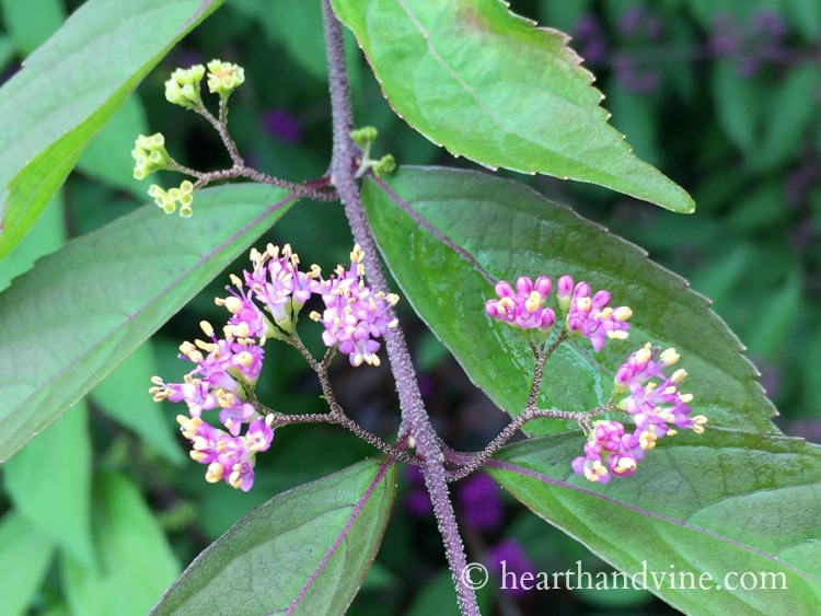 Beautyberry bush in flower.