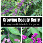 Beautyberry bush filled with berries over the beautyberry flowers and a closeup of the berries.