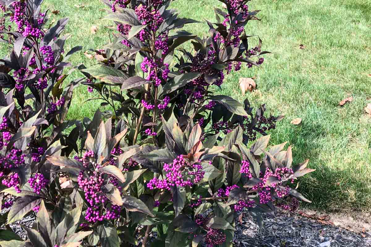 Beautyberry bush cultivar Pearl Glam with berries in the fall.