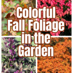 Collage of fall foliage plants including burning bush, geranium, beauty berry and sugar maple.
