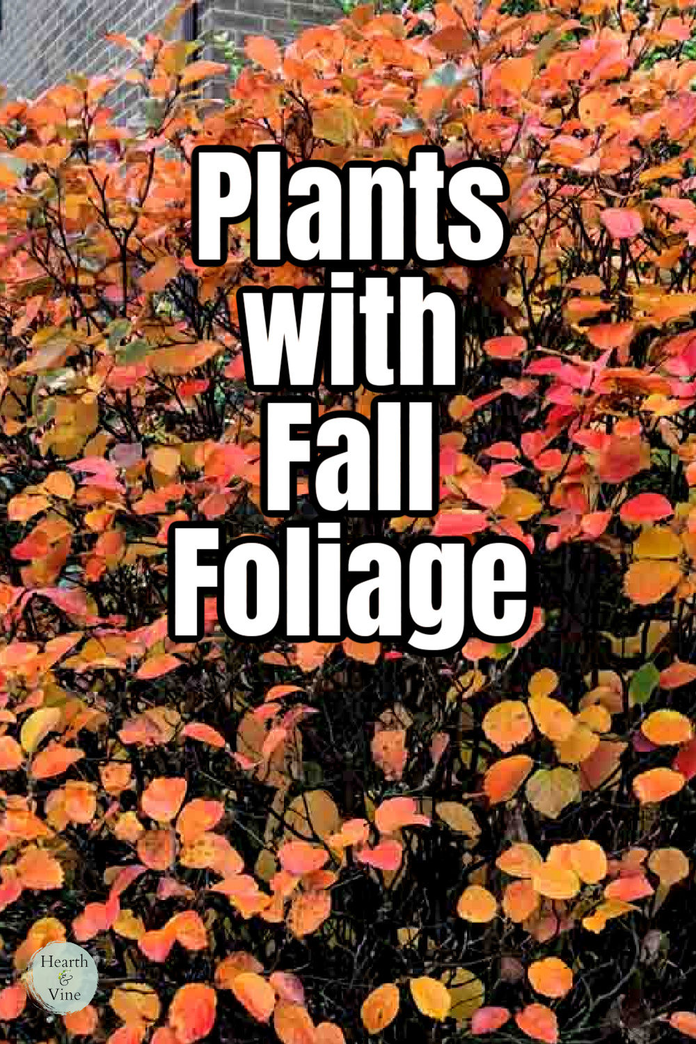 Fothergilla shrub in full autumn color shades of red and orange.