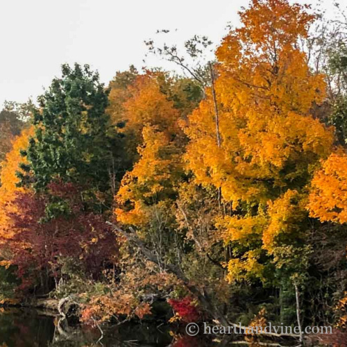 Trees next to a lake in fall with lots of fall foliage.