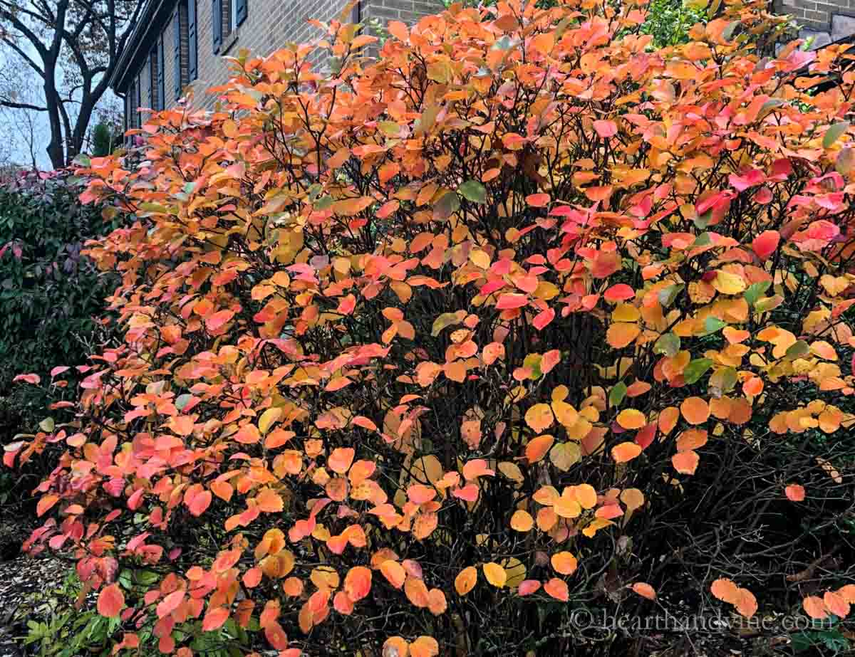 Fothergilla shrub in the fall full of leaves in shades of orange.