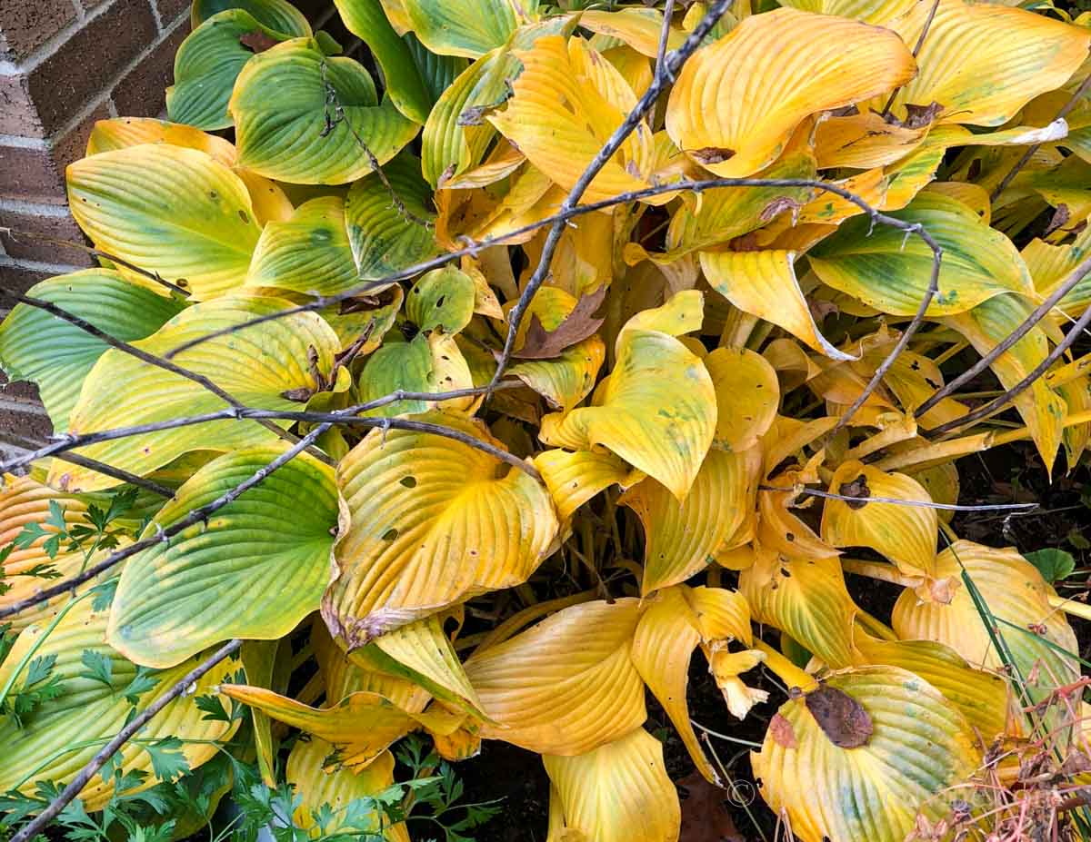 Hosta leaves turning gold in the fall.