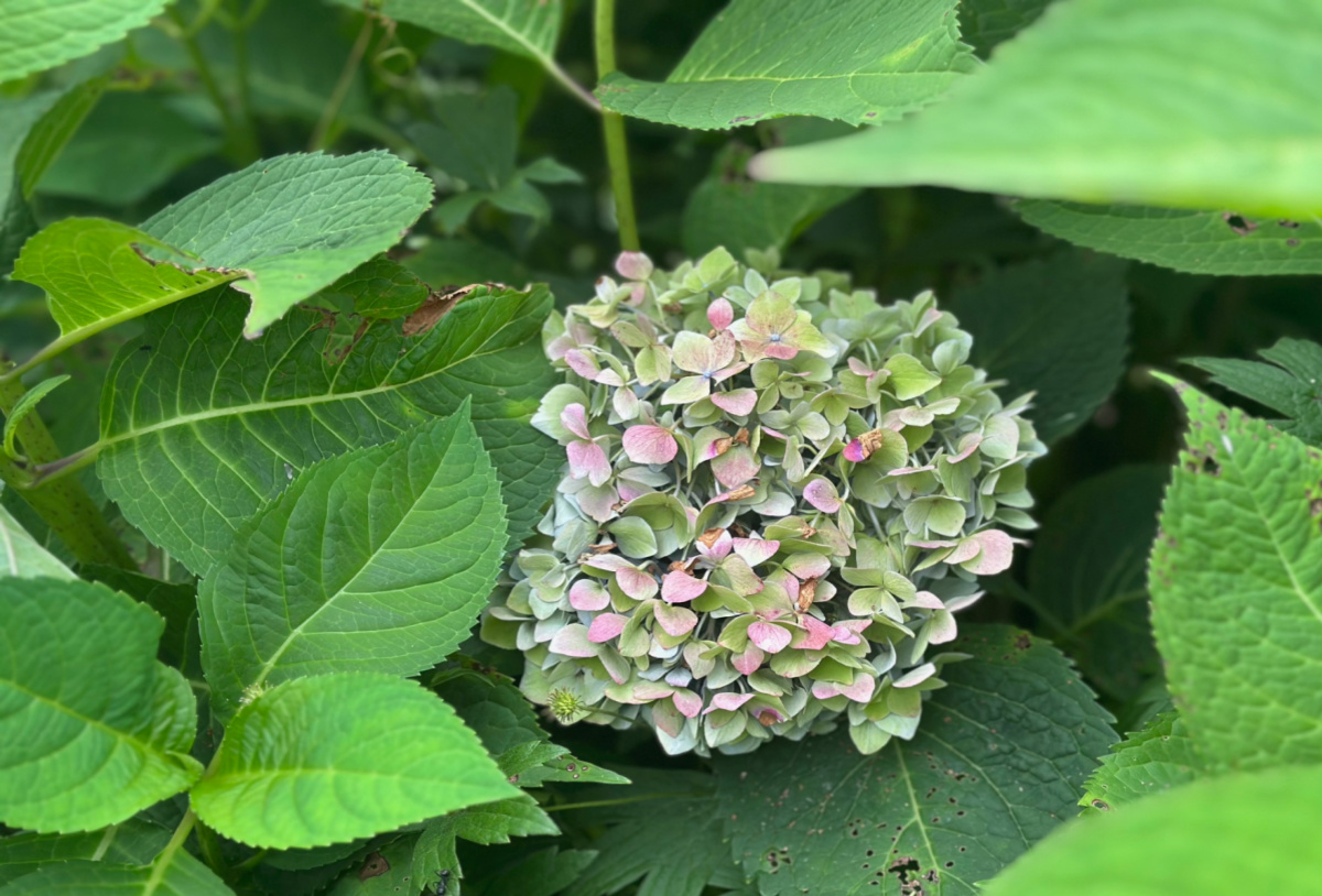 Large hydrangea bloom late August drying on the bush.