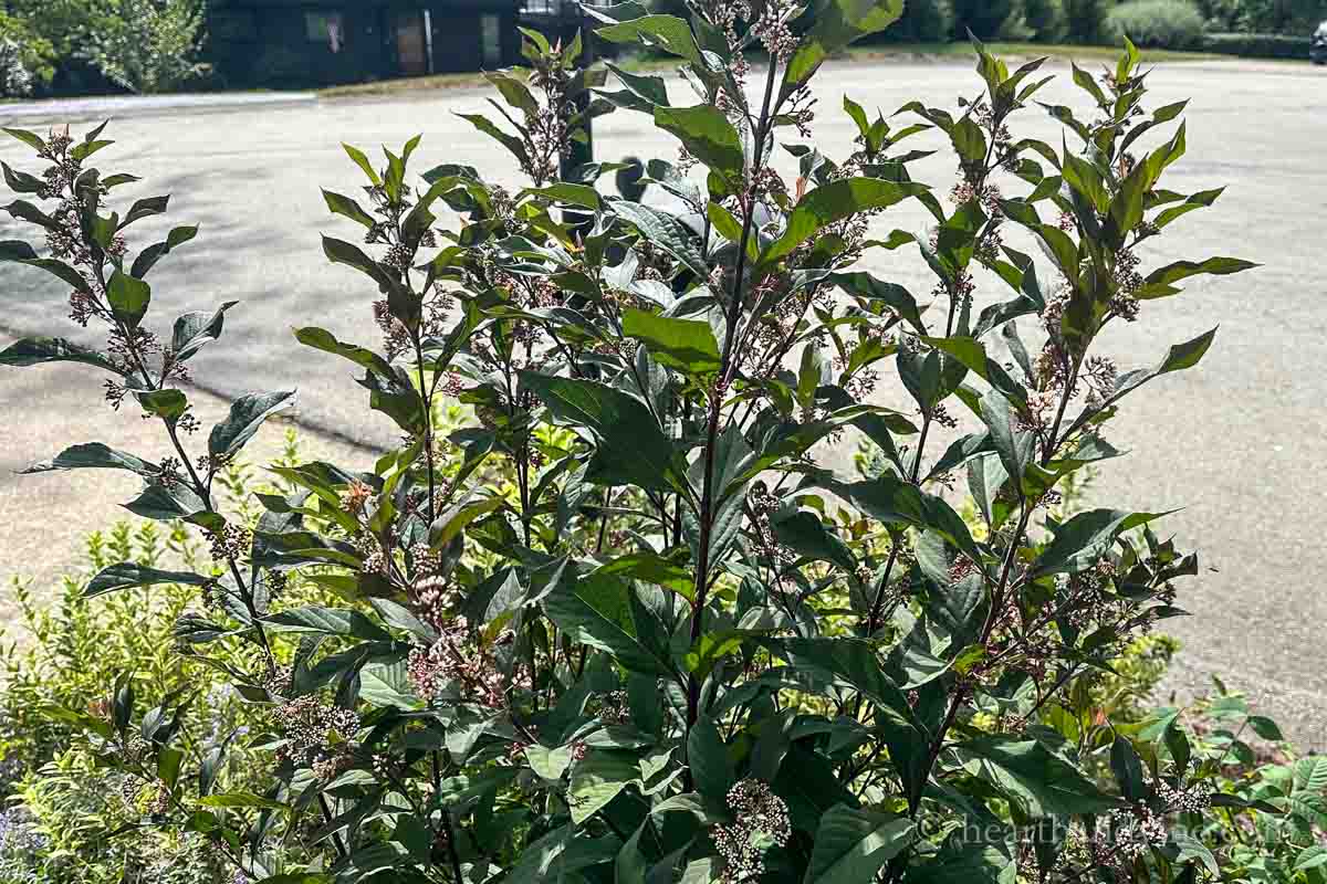 Dark colored beautyberry Pearl Glam.