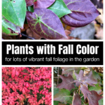 Fall foliage collage including burning bush, oak leaf hydrangea and perennial epimedium.