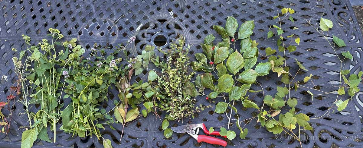 Cuttings of epimeidum, mint, dogwood, grapevine, spirea and weigelia a couple of days later.