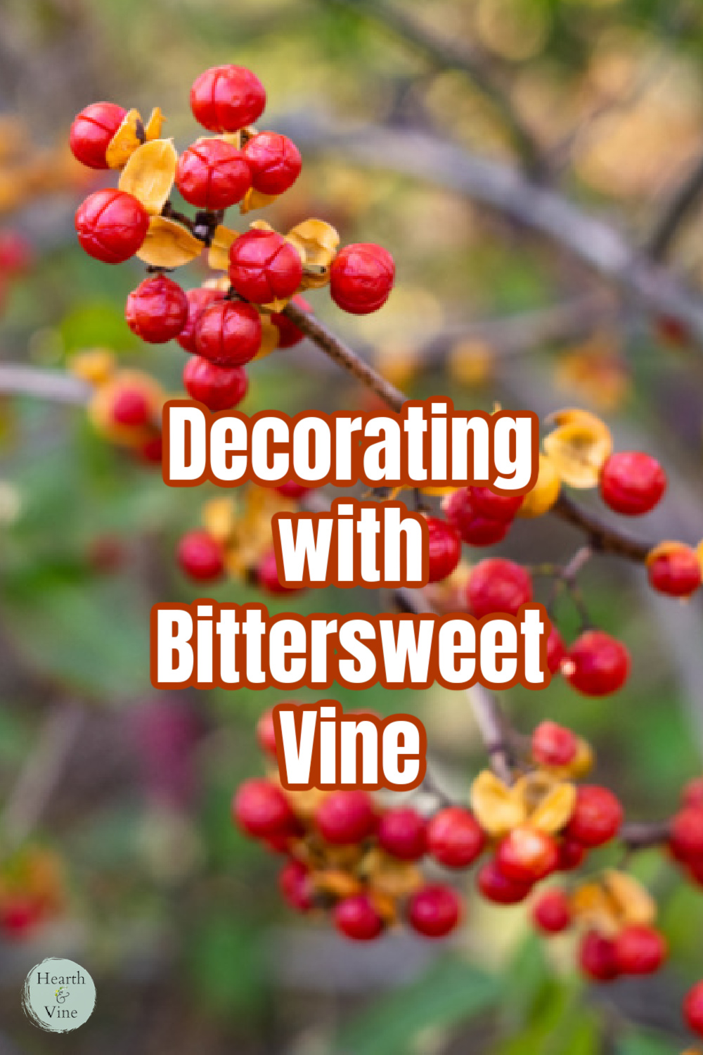 Real bittersweet vine berries close up.