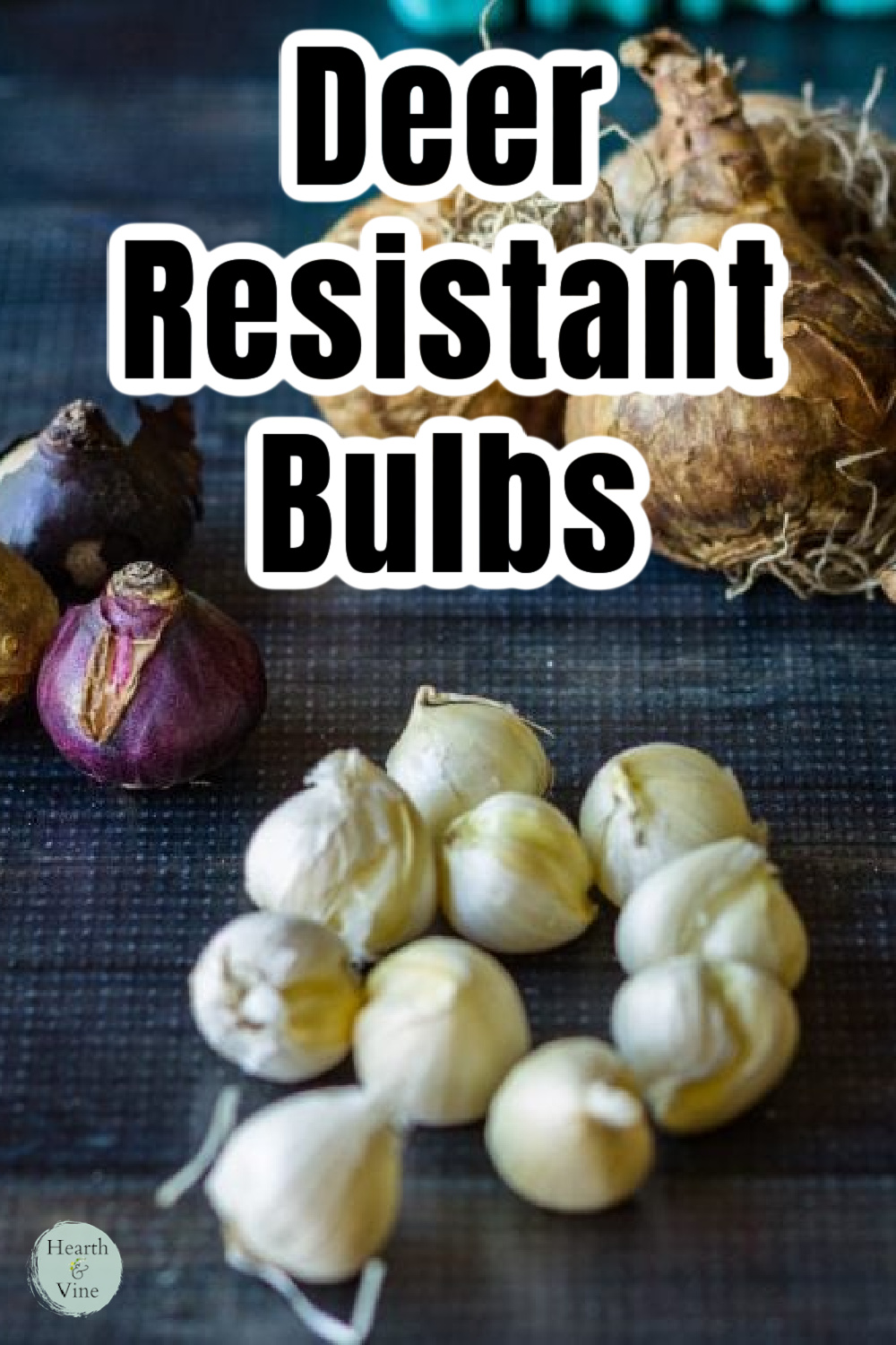Garden flower deer resistant bulbs.