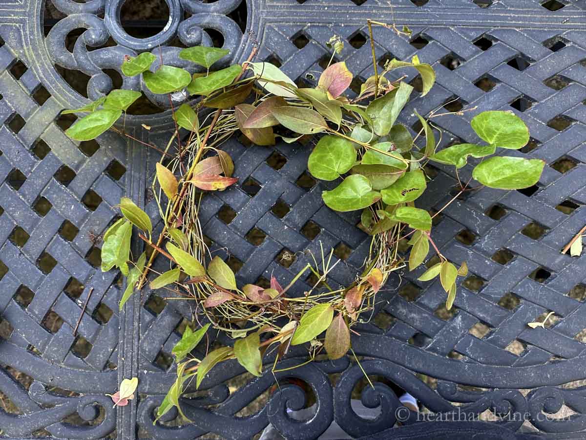 Adding forsythia and epimedium to the wire and grapevine.