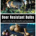 Deer in a garden over groups of deer resistant bulbs.