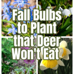 Spring bulbs flowers including daffodils, allium, squill and snowdrops.