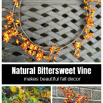 A bittersweet vine wreath over a fresh vine cutting and one with the leaves removed.