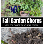 Plants in pot on a porch over a dug up peony shrub.