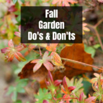 Orange hardy geranium leaves in the fall.