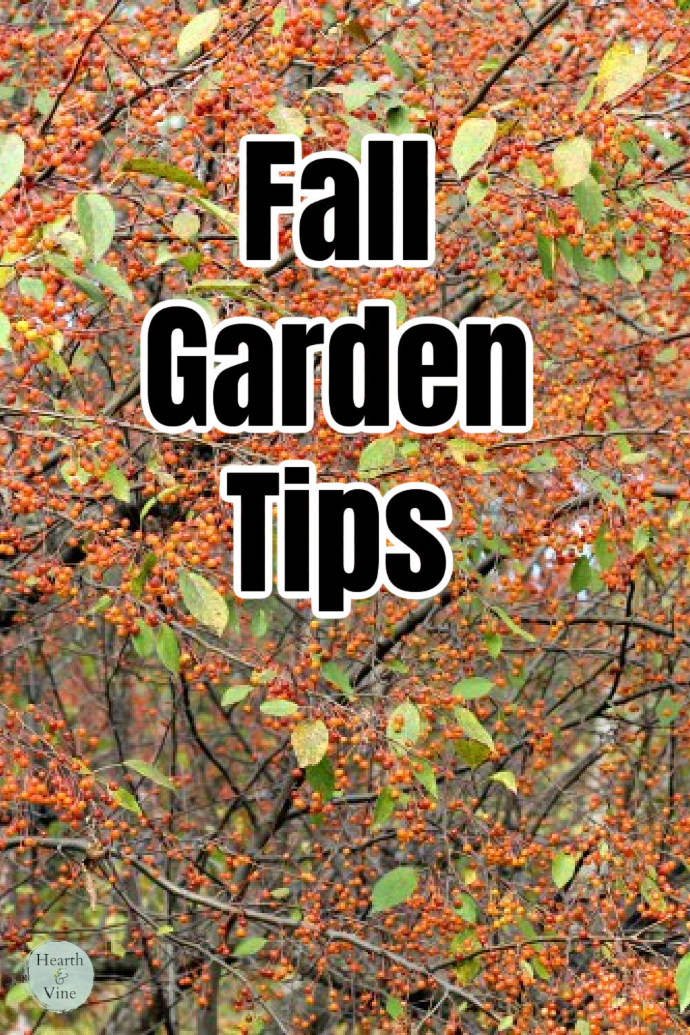 Crabapple tree with orange berries.