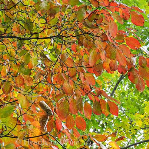Dogwood tree leaves in the fall.