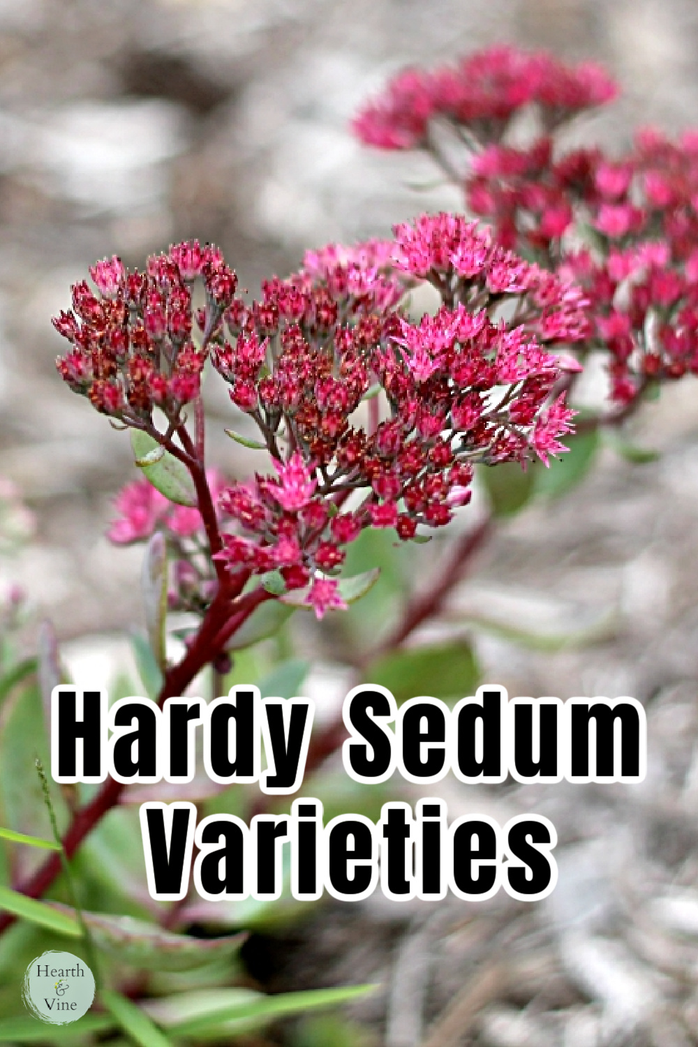 Groundcover sedum in flower.