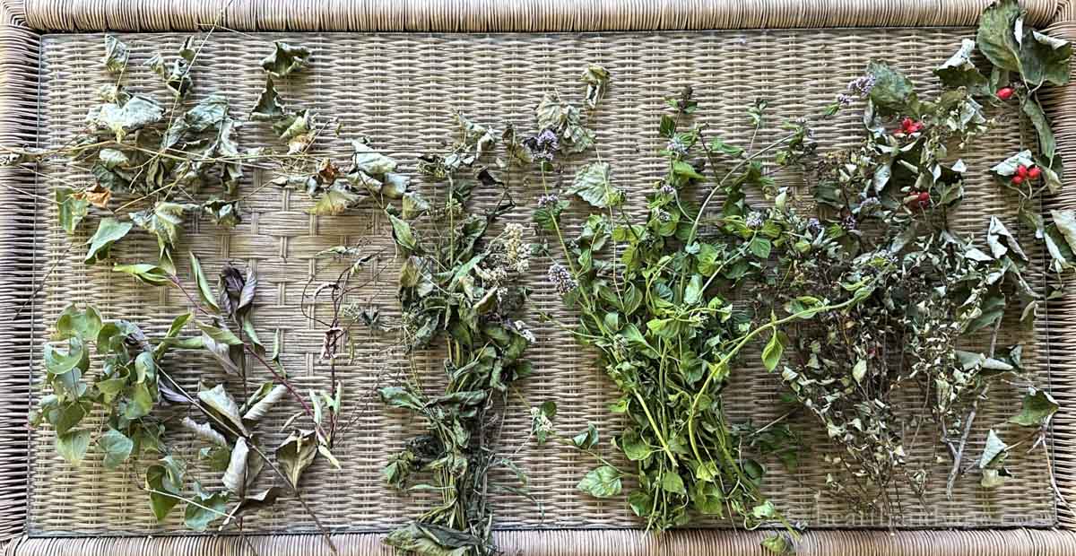 Cuttings of epimeidum, mint, dogwood, grapevine and weigelia a couple of days later.