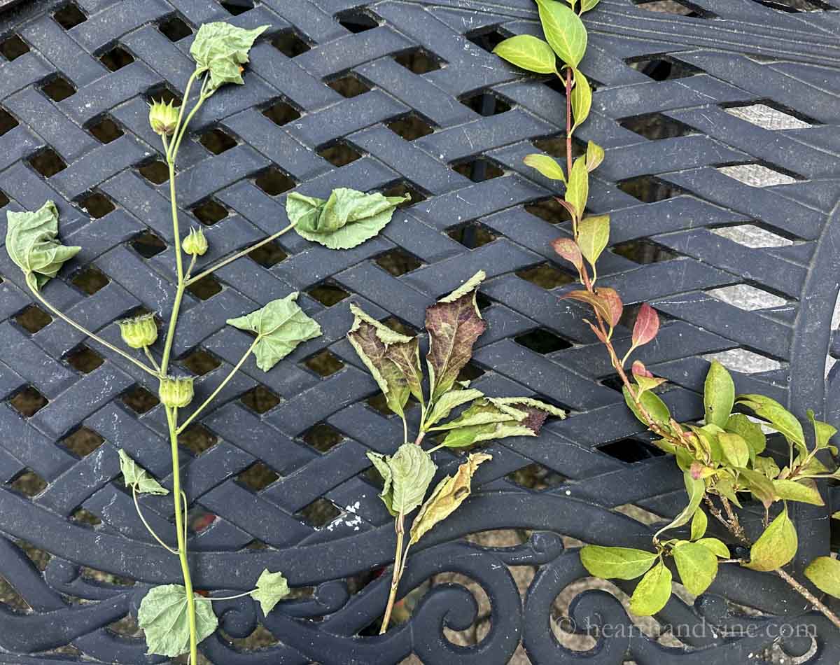 Forsythia, hydrangea and velvet leaf cuttings.