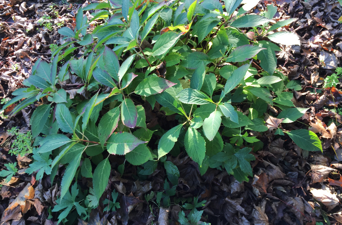 Fallen leaves around a plant.