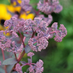 Purple flowering sedum with blue green leaves.