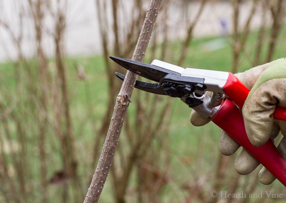 Hand pruners cutting a branch.