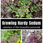A collage of sedums growing in the garden including upright and groundcovers.