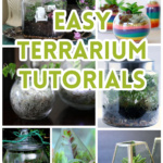 Indoor terrariums in a collage.