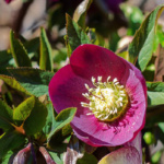 Bright magenta colored flower bloom hellebore in the garden.