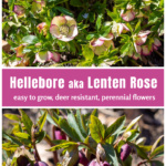 Cream colored hellebore in bloom over dark purple hellebores.