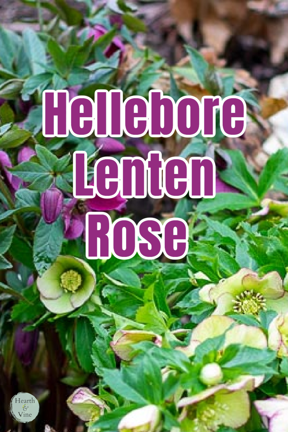 Purple and cream colored hellebore in flower in the garden.