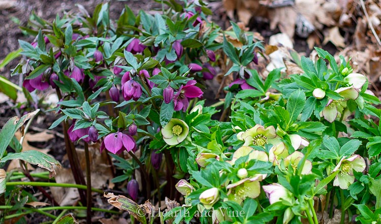 Dark purple and cream with pink edge hellebore in the garden.