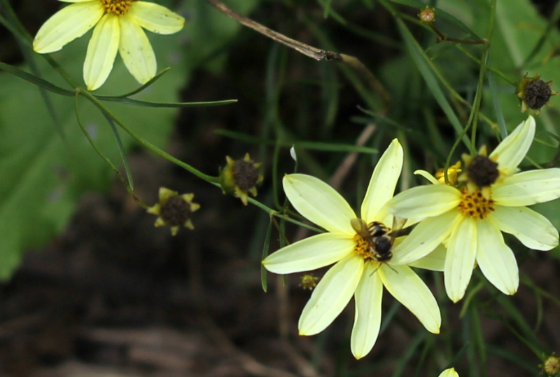 Coreopsis 'Moonbeam" with a bee in the center.