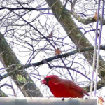 Red cardinal on a feeder attached to a window.