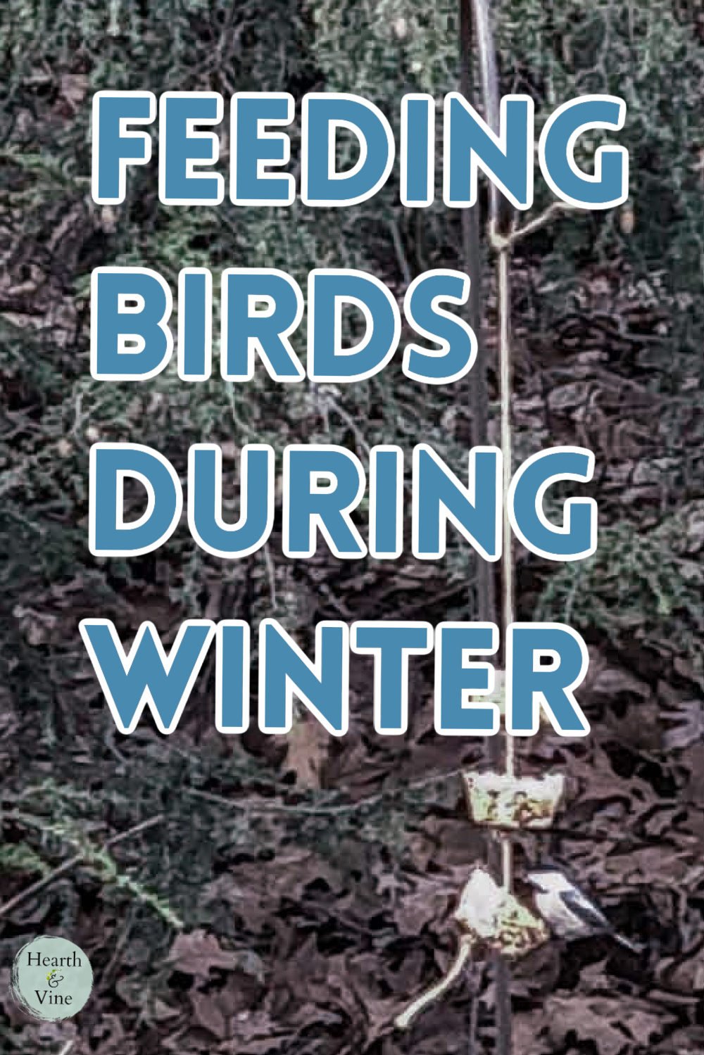 Chickadee eating a birdseed cake.