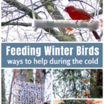 Cardinal in a window feeder over a suet feeder in the winter.
