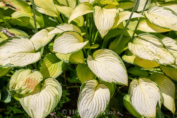Faded burned out hosta.